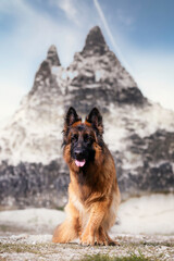 german shepherd dog in the mountains