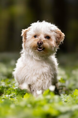 little dog