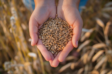 Hands hold harvested grain in a field at golden hour, essence of agriculture and rural life