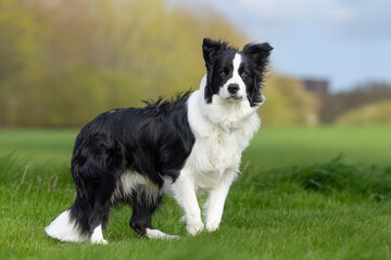 border collie dog
