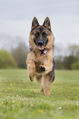german shepherd dog