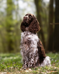 english springer spaniel