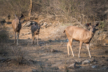 A deer staring at the camera while standing in the dirt, Sariska Tiger Resort, India