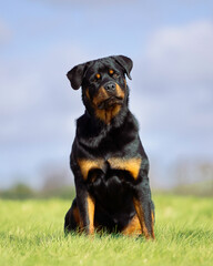 Portrait of a Rottweiler