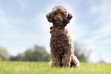Poodle on the grass