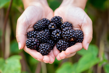 A person is holding freshly picked blackberries in their hands,with green leaves in the background.Perfect for visual content related to seasonal harvests,sustainable agriculture,the beauty of nature.
