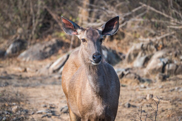 A deer staring at the camera while standing in the dirt, Sariska Tiger Resort, India