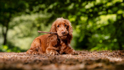 Portrait of a Cocker Spaniel