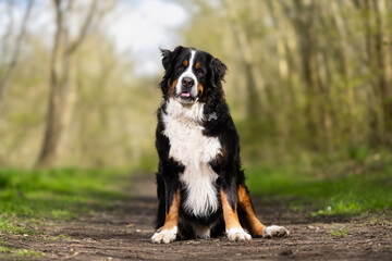 bernese mountain dog