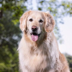 Obraz premium golden retriever portrait