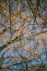 Peach Blossoms in Bloom Against a Blue Background