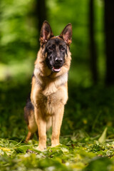 German Shepherd