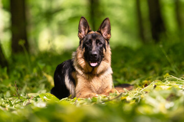german shepherd dog