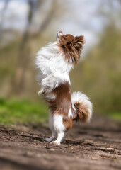 standing dog on two legs