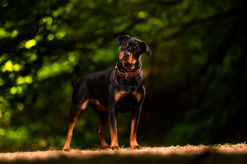 portrait of a dog