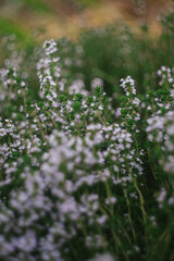 Blooming Thyme Herb in the Garden