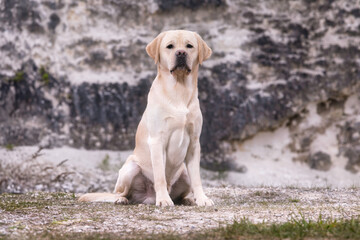 Labrador retriever