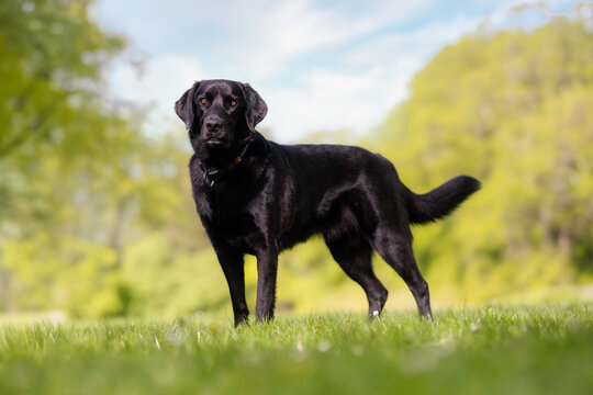 black labrador retriever