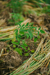 Young Tomato Plants Planted in Dirt