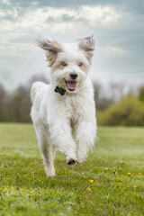 happy dog