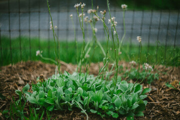 Pussy Toe Flower Plants in the Garden