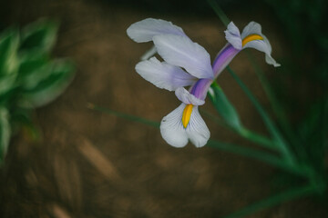 Single Iris Flower in the Garden