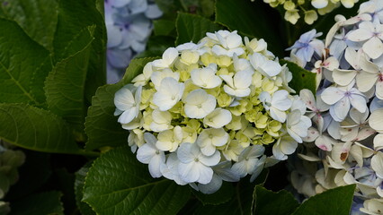 Beautiful flowers Hydrangea macrophylla at the flowers garden in the backyard
