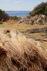 Bundles of grass that will be used to create a thatched roof