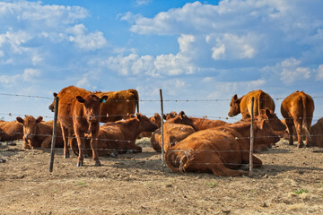 Jersey cows in a field next to barbed wire fence