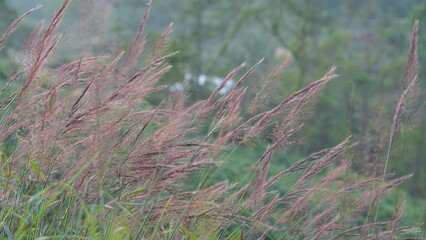 grass in the wind at Garut, West Java, Indonesia