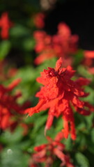 Beautiful red Salvia Splendens in the flower garden at the backyard