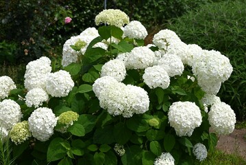 Hydrangea arborescens 'Annabelle'. A deciduous shrub of the Hydrangeaceae family native to North America. It blooms pure white flowers from June to July.