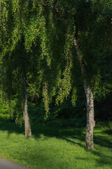 Obraz premium silver birch, warty birch, European white birch, or East Asian white birch (Betula pendula) 