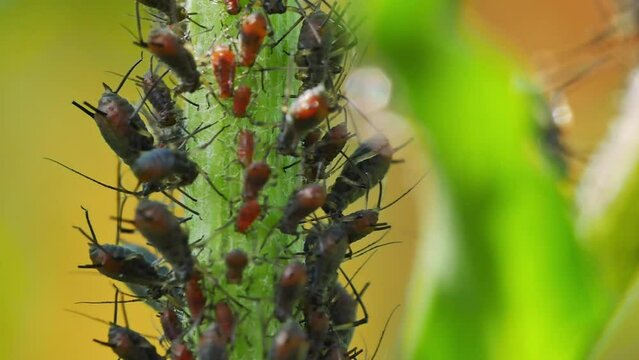 Closeup clip of colony of aphids scavenging on garden plant and ants living in symbiosis 