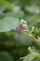 Dragonfly (blue-eyed darner)