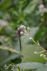 Dragonfly (blue-eyed darner)