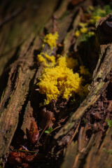 scrambled egg slime (Fuligo septica)