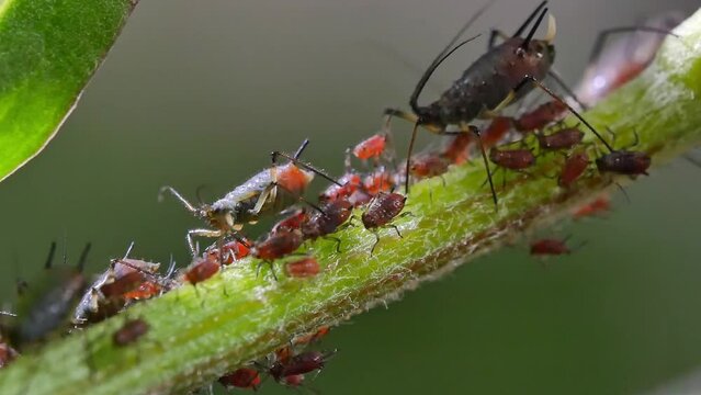 Closeup clip of colony of aphids scavenging on garden plant and ants living in symbiosis 