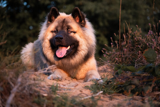 Ein Falben Eurasier R&uuml;de liegt in der Heide w&auml;hrend des Sonnenuntergangs und wurde im Portrait aufgenommen. 