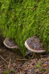 Hoof Fungus (Fomes fomentarius)

