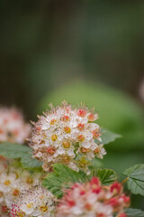 Pacific ninebark or tall ninebark (Physocarpus capitatus)