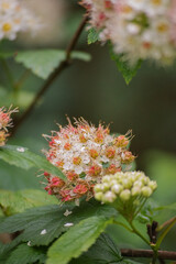 Pacific ninebark or tall ninebark (Physocarpus capitatus)