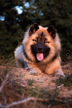 Ein Falben Eurasier R&uuml;de liegt in der Heide w&auml;hrend des Sonnenuntergangs und wurde im Portrait aufgenommen. 