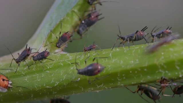 Closeup clip of colony of aphids scavenging on garden plant and ants living in symbiosis 