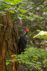 Pileated woodpecker (Dryocopus pileatus)