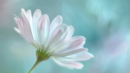 Fototapeta premium A close-up photo of a single white daisy flower with soft pink undertones on the petals, showcasing its delicate beauty against a blurred blue background