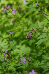 Bumblebee on Herb Robert (Geranium Robertainum)
