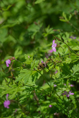 Bumblebee on Herb Robert (Geranium Robertainum)
