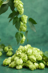 Heap of fresh green hops on color background