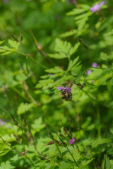 Bumblebee on Herb Robert (Geranium Robertainum)
